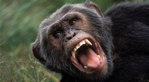 chimpanze 5 9