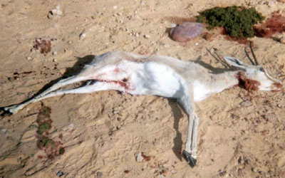 massacre gazelle 6 1