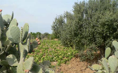 Tunisie-agriculture