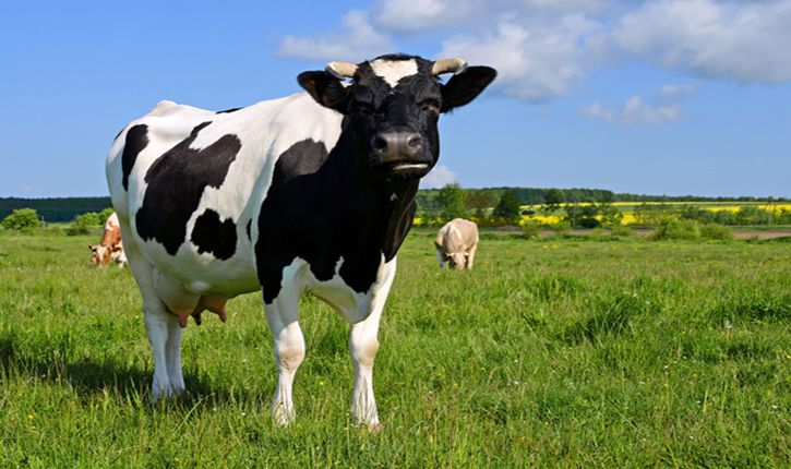 مربّو الأبقار الحلوب ومراكز التجميع و وحدات التصنيع يدقون جرس الانذار -  أنباء تونس