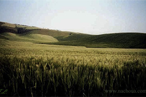 Champ de blé