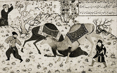 Combat de chameaux