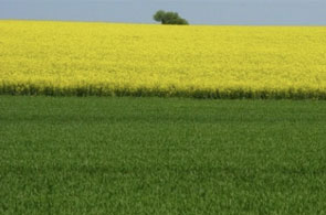 agriculture 8 20