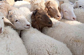 Moutons2