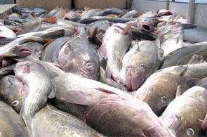 peche 1 3