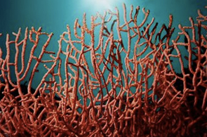 Corail