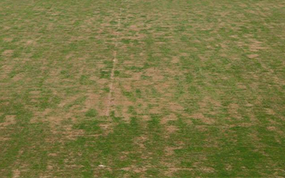 Gazon du stade Mehiri2
