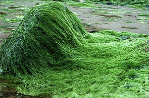 Spiruline biologique