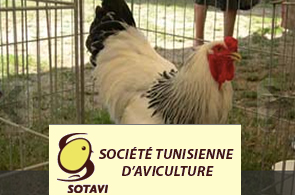 Sotavi