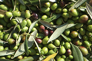 Recolte-olives