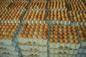 oeufs 4 24