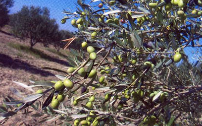 kairouan oliveraie 7 16