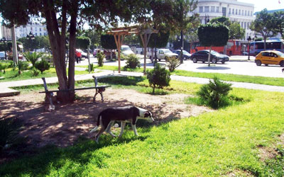 chien errant tunis 9 26