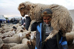 moutons