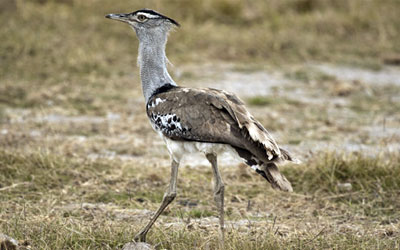 outarde houbara 6 1