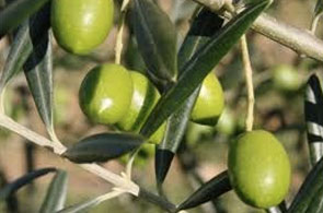 Olives