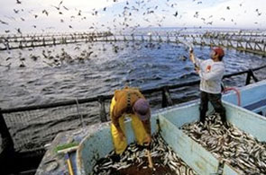 Aquaculture