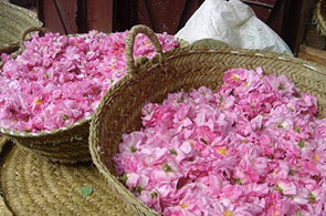 Roses