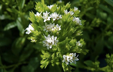 Stevia-banniere