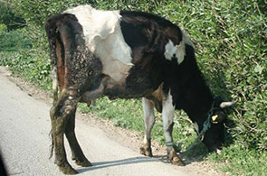 Vache-Tunisie