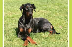 Chien-Doberman