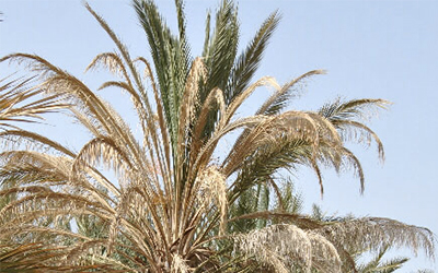 Palmier-affecte-par-le-bayoudh