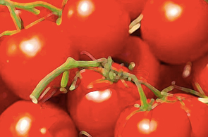Tomates