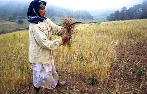Tunisie-developpement-rural-Banniere