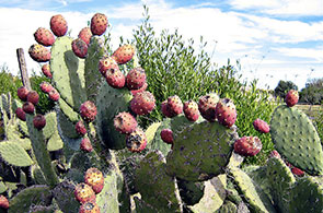 Figues-de-barbarie-Kasserine