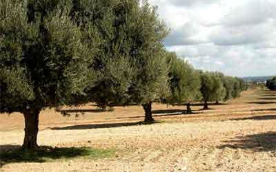 Tunisie-Oliviers