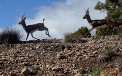 environnement gazelle 10 8