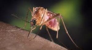 Un premier cas de virus du Nil occidental détecté à Sfax